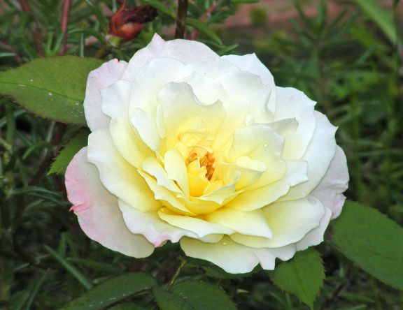 Summer Fashion photo sf2014_07300035_zps91f46519.jpg